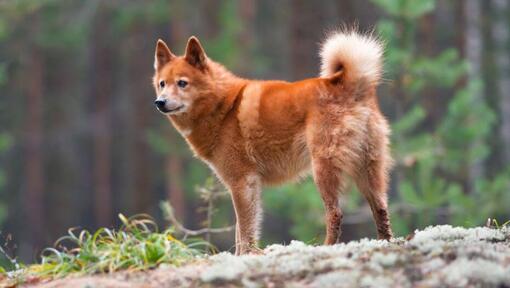 Finnish Spitz standing on the rock