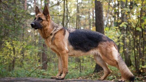 German Shepherd Dog in the forest