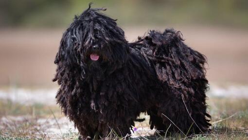 Little Hungarian Puli is standing near the forest