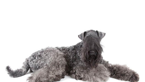 Kerry Blue Terrier posing in front of the camera