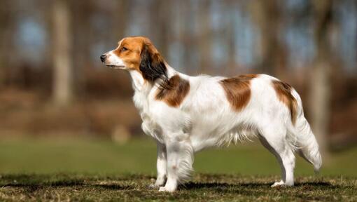 Kooikerhondje is standing in the garden in a warm summer day