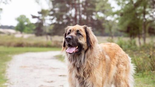 Leonberger is standing on a path near the forest