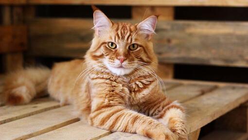 Ginger Maine Coon is lying on the table