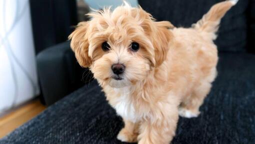 Maltipoo sales done deal