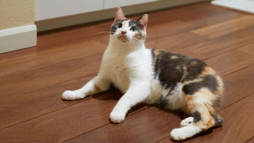 Manx cat is lying on the floor