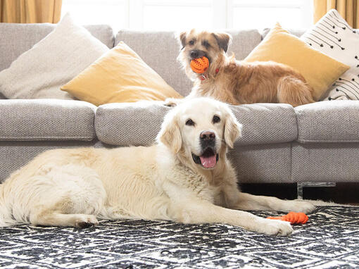 your pup hub pillows