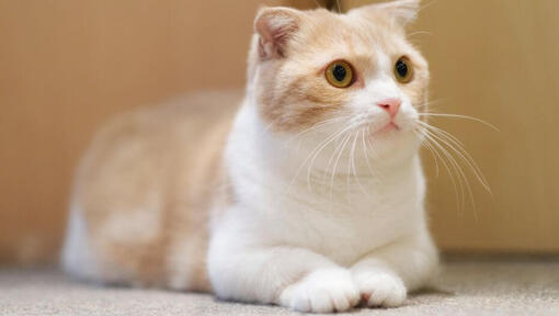 Munchkin shorthair sales