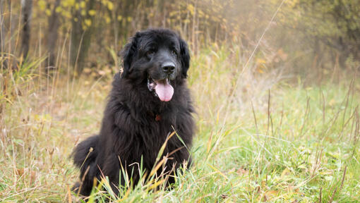 Newfoundland is standing in the forest