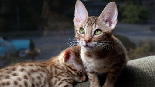 Two Ocicat kittens are preparing for a sleep