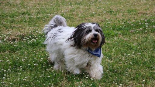 Polish Lowland Sheepdog is playing in the yard