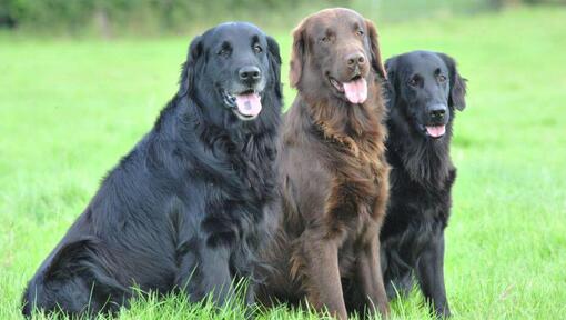 Three Flat-Coated Retrievers sitting on the grass