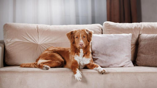 Retriever laying on the couch