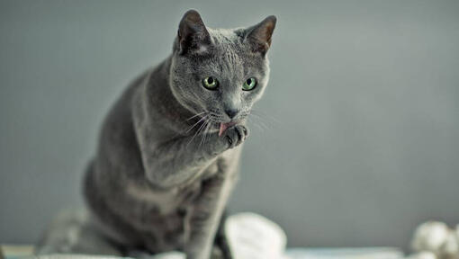 Russian Blue cat is washing paws