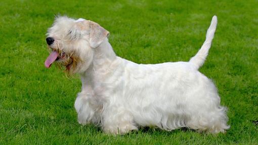 Sealyham Terrier standing on the grass