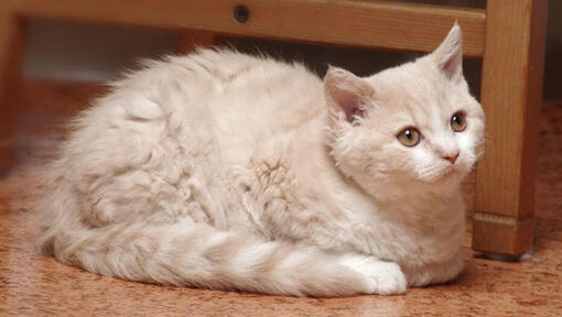 Selkirk Rex cat is laying on a floor in the kitchen