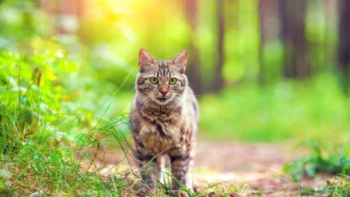 Siberian Forest cat is walking in the wood