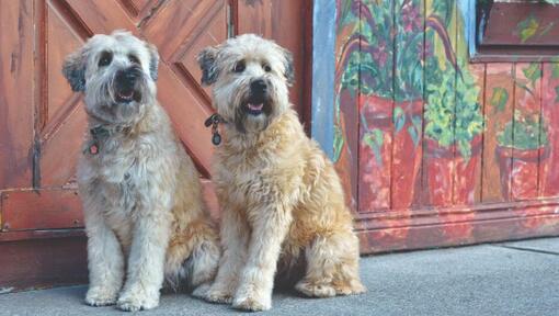 soft coated wheaten terrier puppies for sale near me