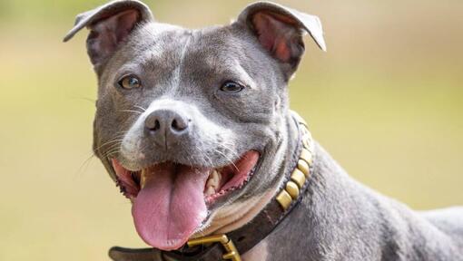 Staffordshire Bull Terrier with tongue out