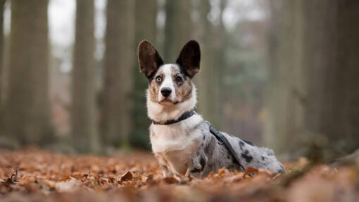 Welsh Corgi standing in the forest