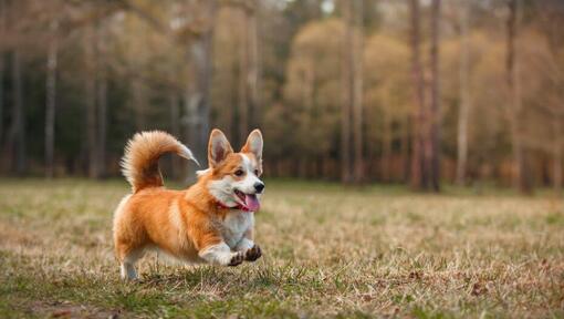 Welsh Corgi running in the wood