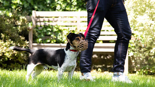 dog wearing a muzzle in park