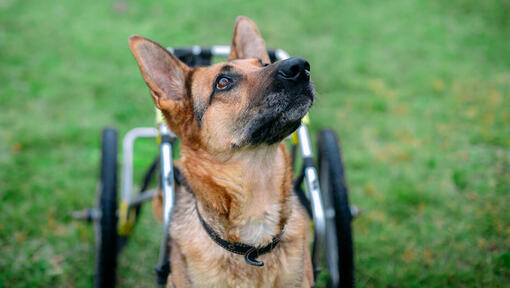 german shepherd using wheelchair