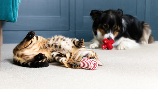 dog and cat playing