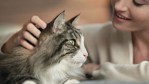 woman looking lovingly at her cat and stroking her