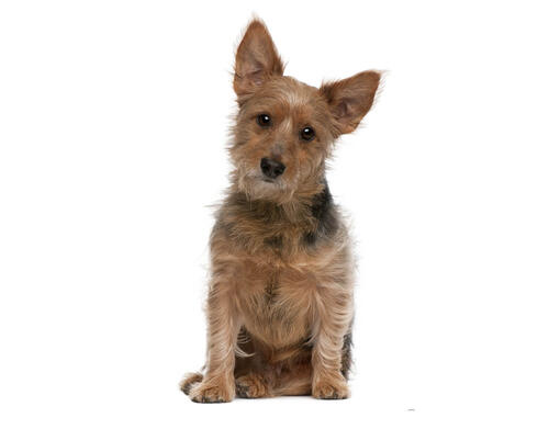 hvile Forsendelse Grundlæggende teori Australian Terrier Dog Breed Information | Purina