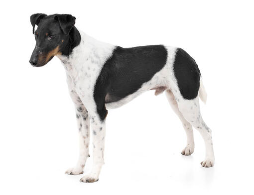 Fox Terrier Smooth Coat