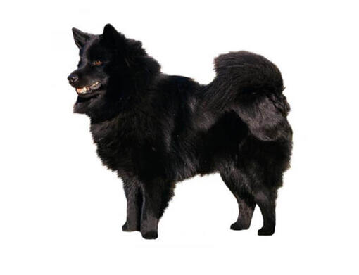 Swedish Lapphund Mobile