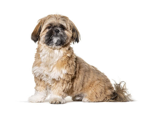 Shih Tzu Dog Breed Information