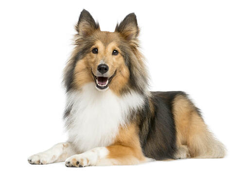 Shetland Sheepdog Mobile