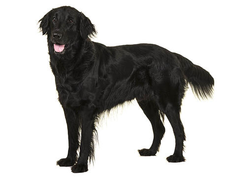 heirborn flat coated retrievers