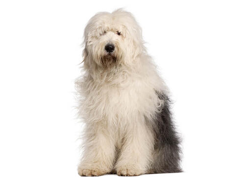 do old english sheepdog shed a lot