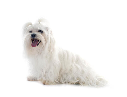 is a maltese a terrier