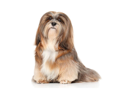 Lhasa Apso Mobile