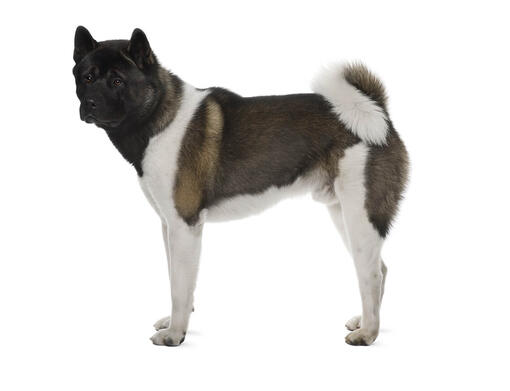 Japanese Akita Dog Breed Information | Purina