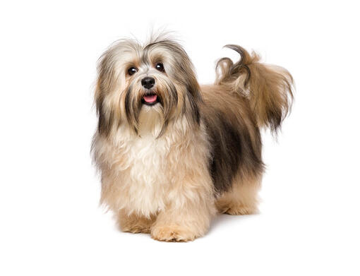 is a havanese a good family dog