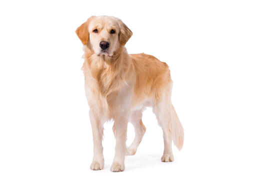 Golden Retriever Dog Breed Information