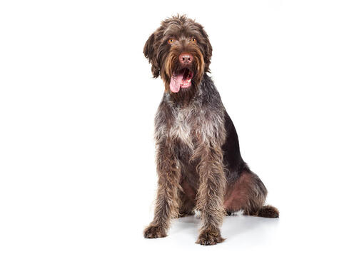 German Wire-Haired Pointer