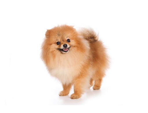 German Spitz Klein | Purina