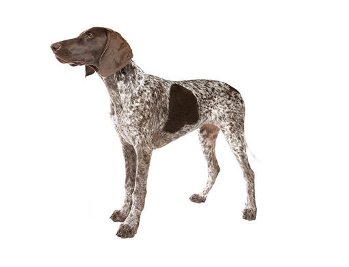 anyone have a german shorthaired pointer