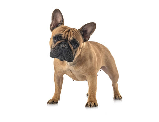 what is the lifespan of a frenchton dog