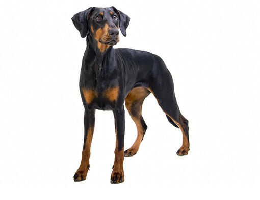 what do i need for a new doberman puppy