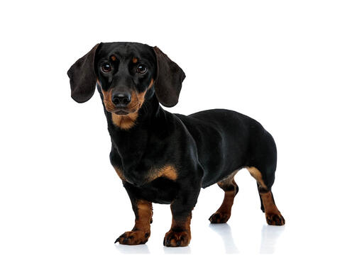 red short haired mini dachshund for sale