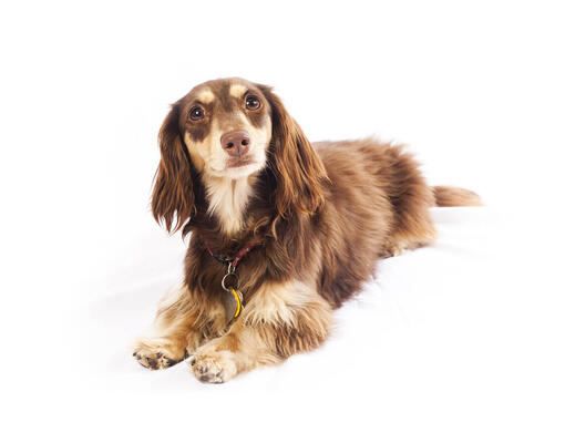 Standard Long-haired Dachshund stock photo - Minden Pictures