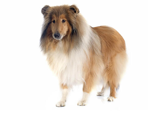 The Border Collie: Lifespan, temperament, colours, weight