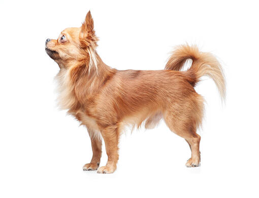 Chihuahua (Long Coat)