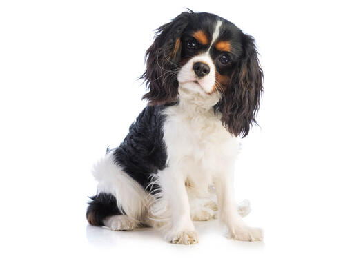 can a cavalier king charles spaniel go in public